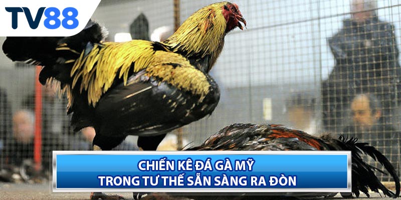 Phong cách chiến đấu mãnh liệt của Đá Gà Mỹ